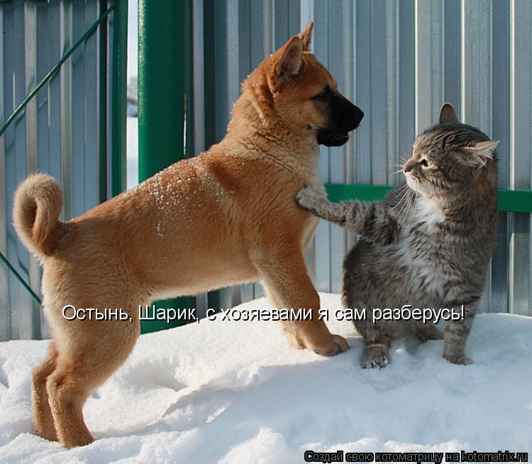 Котоматрица: Остынь, Шарик, с хозяевами я сам разберусь!