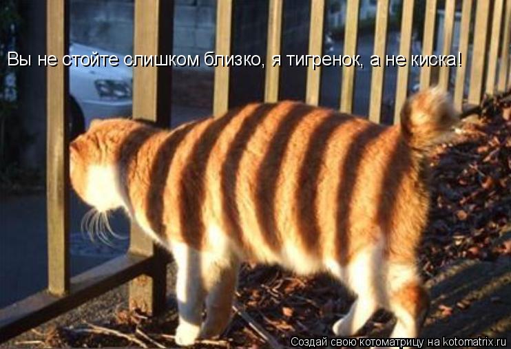 Котоматрица: Вы не стойте слишком близко, я тигренок, а не киска!