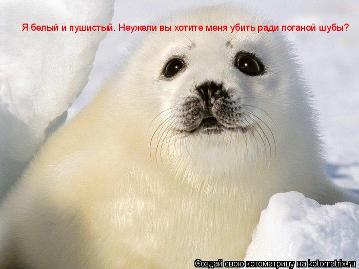 Котоматрица: Я белый и пушистый. Неужели вы хотите меня убить ради поганой шубы?