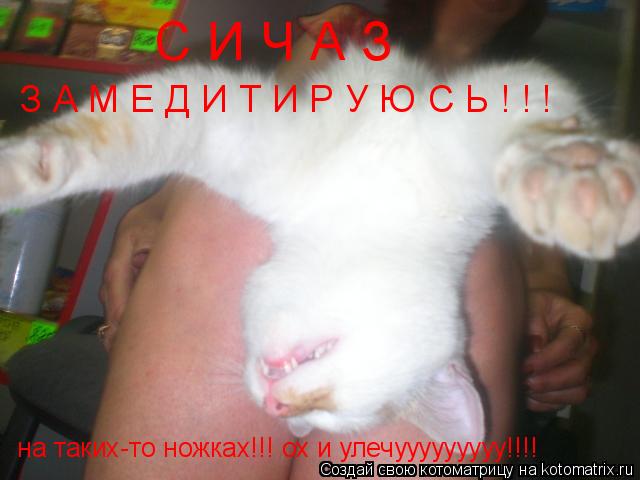 Котоматрица: С И Ч А З   З А М Е Д И Т И Р У Ю С Ь ! ! !   на таких-то ножках!!! ох и улечууууууууу!!!!