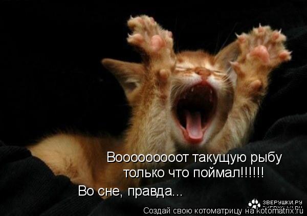 Котоматрица: Вооооооооот такущую рыбу только что поймал!!!!!! Во сне, правда...