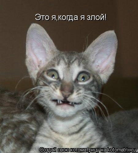 Котоматрица: Это я,когда я злой!