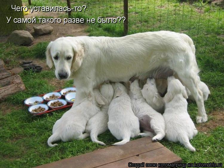 Котоматрица: Чего уставилась-то? У самой такого разве не было??
