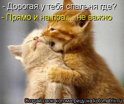 Котоматрица: - Дорогая,у тебя спальня где? - Прямо и на пра.... не важно
