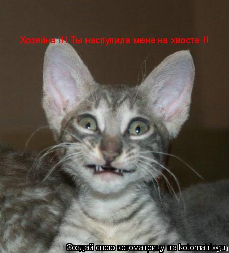 Котоматрица: Хозяйна !!! Ты наспупила мене на хвосте !!