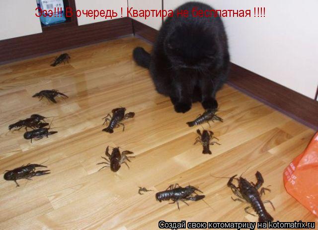 Котоматрица: Эээ!!! В очередь ! Квартира не бесплатная !!!!