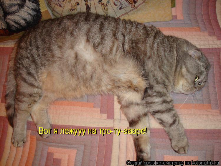 Котоматрица: Вот я лежууу на тро-ту-аааре!