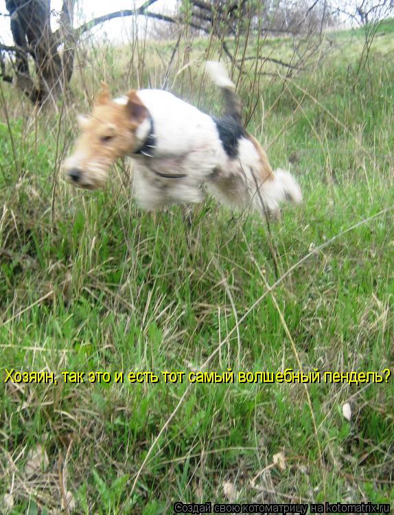 Котоматрица: Хозяин, так это и есть тот самый волшебный пендель?