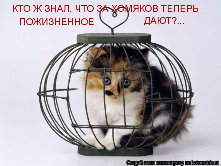 Котоматрица: КТО Ж ЗНАЛ, ЧТО ЗА ХОМЯКОВ ТЕПЕРЬ ДАЮТ?... ПОЖИЗНЕННОЕ