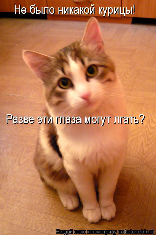 Котоматрица: Не было никакой курицы! Разве эти глаза могут лгать?
