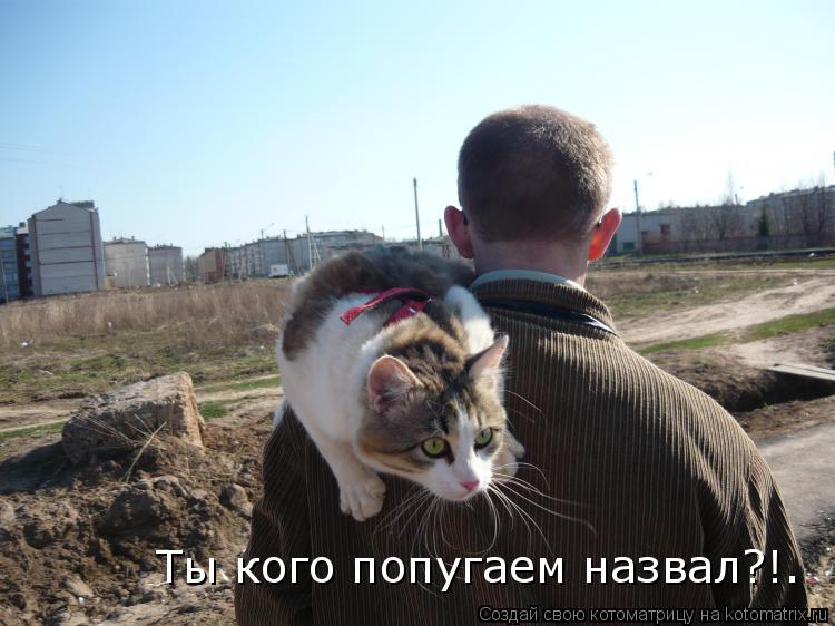 Котоматрица: Ты кого попугаем назвал?!.