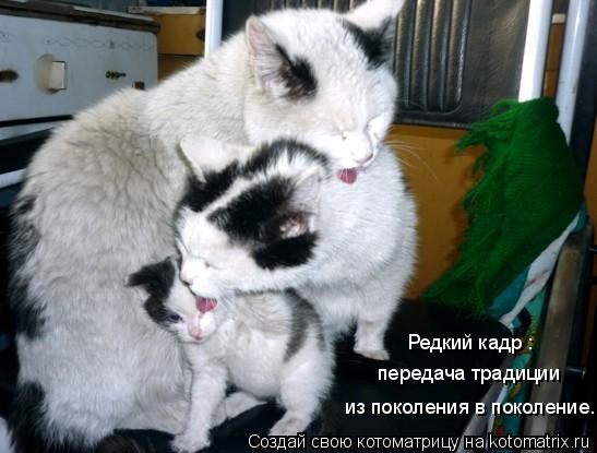 Котоматрица: Редкий кадр : передача традиции  из поколения в поколение.