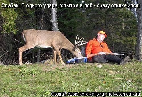 Котоматрица: Слабак! С одного удара копытом в лоб - сразу отключился!