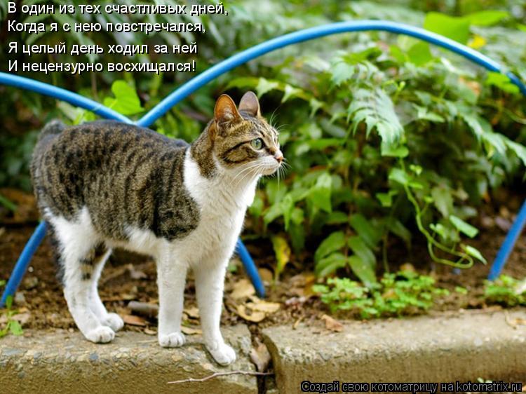 Котоматрица: Когда я с нею повстречался,  В один из тех счастливых дней,  Я целый день ходил за ней  И нецензурно восхищался!