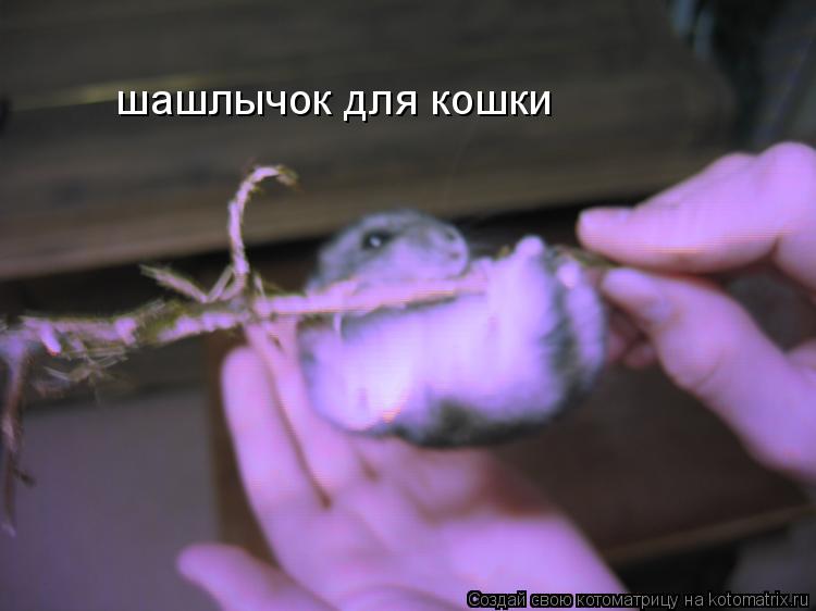 Котоматрица: шашлычок для кошки