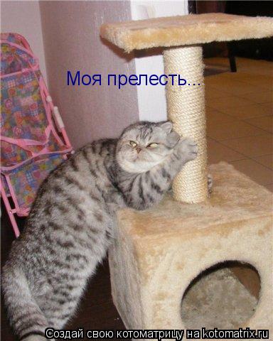 Котоматрица: Моя прелесть...