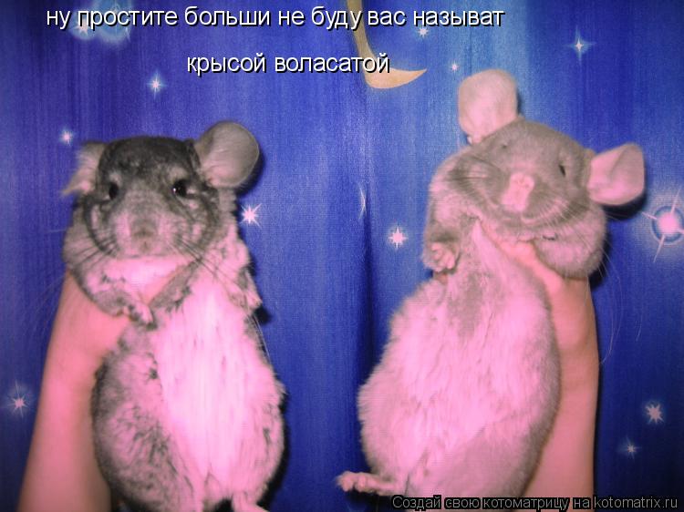 Котоматрица: ну простите больши не буду вас называт крысой воласатой