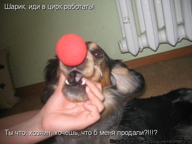 Котоматрица: Шарик, иди в цирк работать!    Ты что, хозяин, хочешь, что б меня продали?!!!?