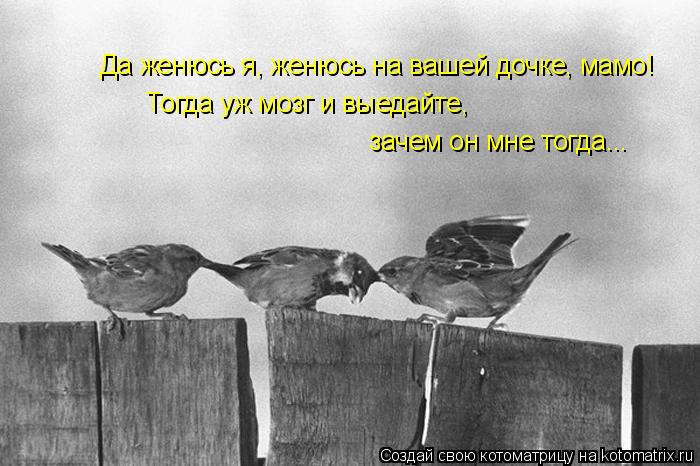 Да женюсь я, женюсь на вашей дочке, мамо! Тогда уж мозг и выедайте, зачем он мне тогда...... Котоматрица: Да женюсь я, женюсь на вашей дочке, мамо! Тогда уж мозг и выедайте, зачем он мне тогда...