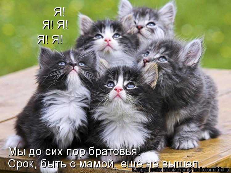 Котоматрица: Я!  Я! Я! Я! Я! Мы до сих пор братовья! Срок, быть с мамой, ещё не вышел.