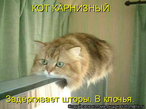КОТ КАРНИЗНЫЙ Задёргивает шторы. В клочья.... Котоматрица: КОТ КАРНИЗНЫЙ Задёргивает шторы. В клочья.