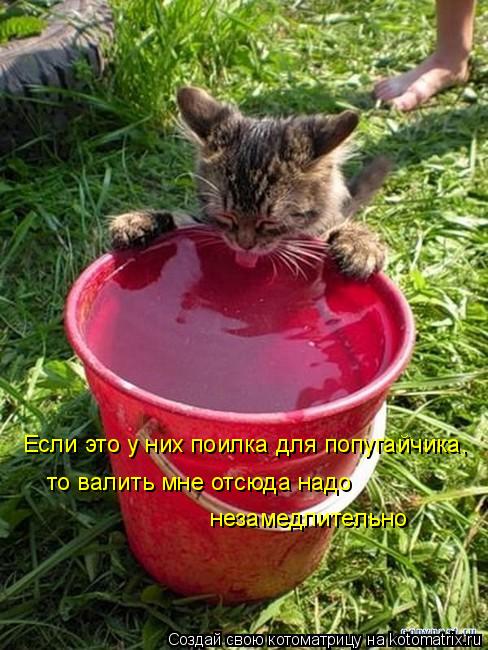 Котоматрица: Если это у них поилка для попугайчика, то валить мне отсюда надо  незамедлительно