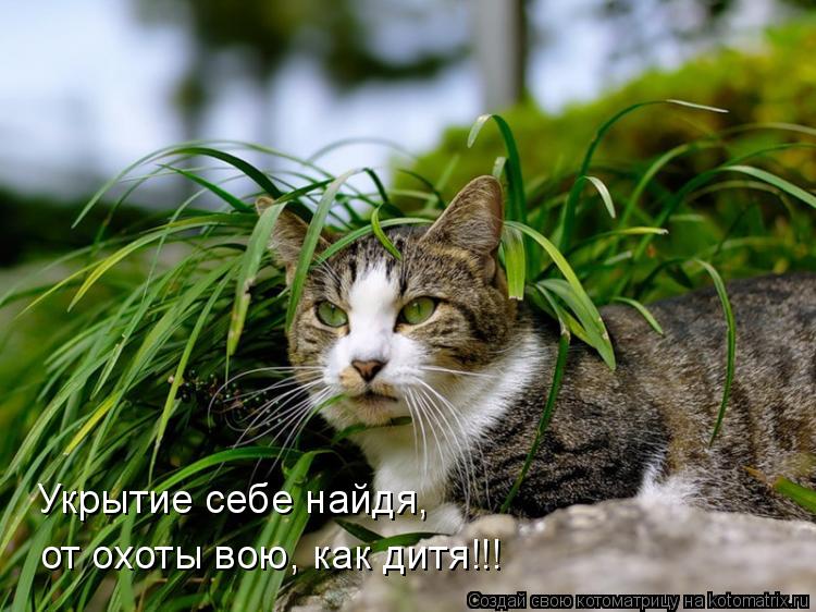 Котоматрица: Укрытие себе найдя, от охоты вою, как дитя!!!