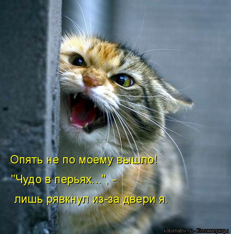 Котоматрица: Опять не по моему вышло! "Чудо в перьях...", - лишь рявкнул из-за двери я.