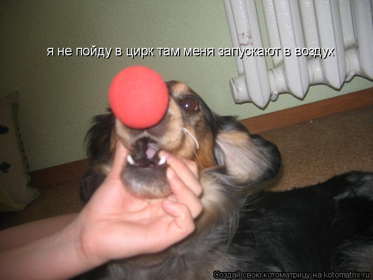 Котоматрица: я не пойду в цирк там меня запускают в воздух
