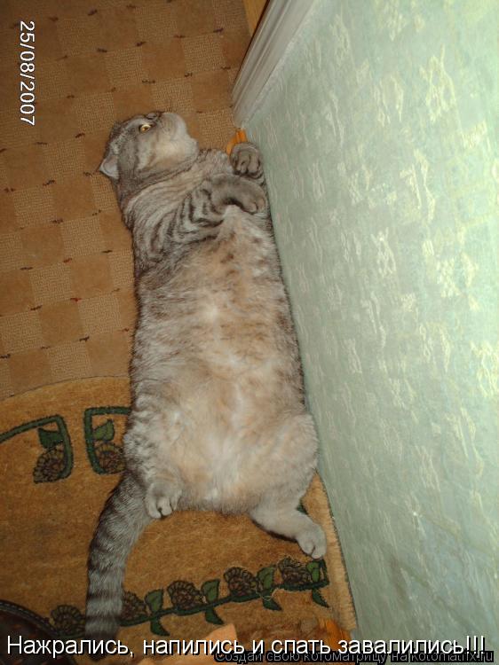 Котоматрица: Нажрались, напились и спать завалились!!!