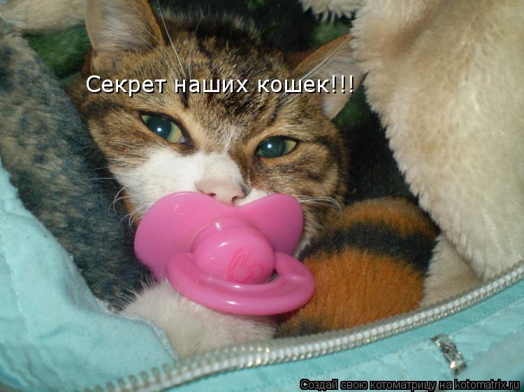 Котоматрица: Секрет наших кошек!!!