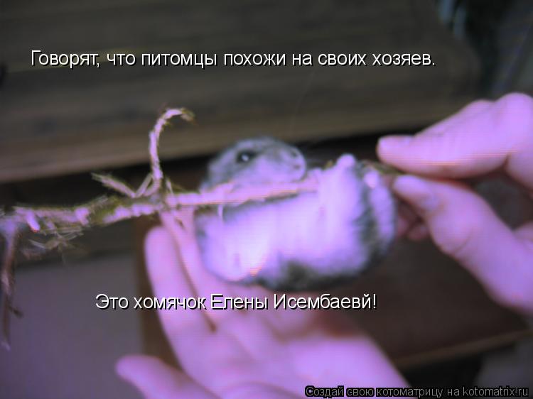 Котоматрица: Говорят, что питомцы похожи на своих хозяев. Говорят, что питомцы похожи на своих хозяев. Это хомячок Елены Исембаевй!