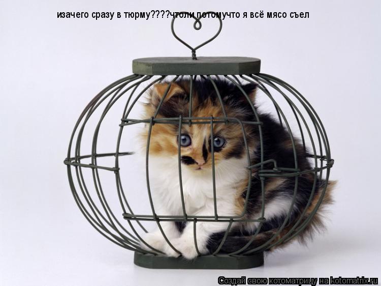 Котоматрица: изачего сразу в тюрму????чтоли потомучто я всё мясо съел