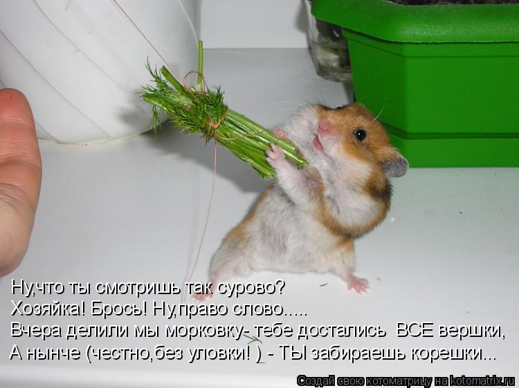 Котоматрица: Ну,что ты смотришь так сурово? Хозяйка! Брось! Ну,право слово..... Вчера делили мы морковку- тебе достались  ВСЕ вершки, А нынче (честно,без улов