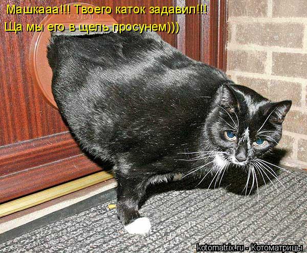 Котоматрица: Машкааа!!! Твоего каток задавил!!! Ща мы его в щель просунем)))