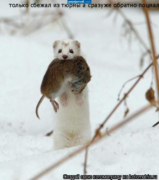 Котоматрица: только сбежал из тюрмы а сразуже обратно поцмали