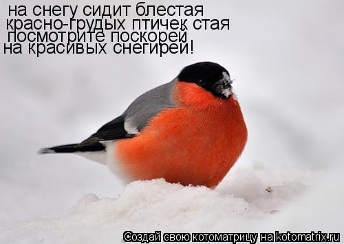 Котоматрица: на снегу сидит блестая красно-грудых птичек стая посмотрите поскорей на красивых снегирей!