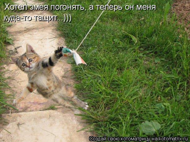 Котоматрица: Хотел змея погонять, а теперь он меня  куда-то тащит...)))