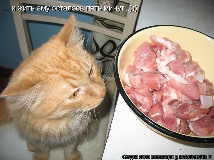 Котоматрица: ... и жить ему осталось пять минут...)))