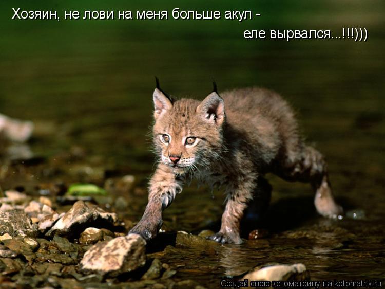 Котоматрица: Хозяин, не лови на меня больше акул -  еле вырвался...!!!)))