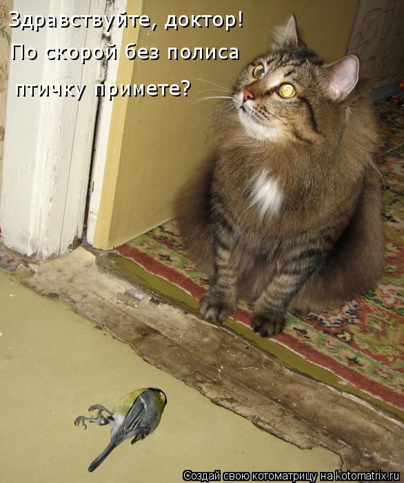 Котоматрица: Здравствуйте, доктор! По скорой без полиса птичку примете?