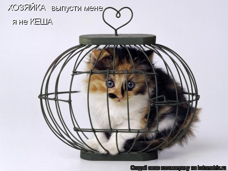 Котоматрица: ХОЗЯЙКА  выпусти мене  я не КЕША
