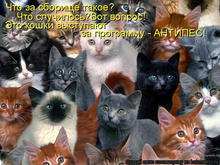 Котоматрица: Что за сборище такое? Что случилось?Вот вопрос! Это кошки выступают  за программу - АНТИПЕС!