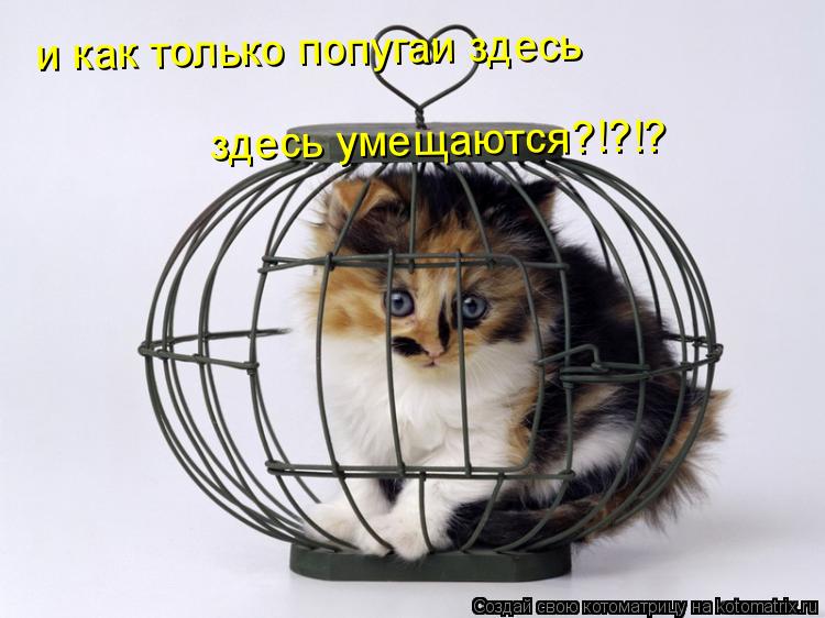 Котоматрица: и как только попугаи здесь здесь умещаются?!?!?