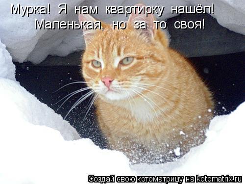 Котоматрица: Мурка!  Я  нам  квартирку  нашёл! Маленькая,  но  за  то  своя!