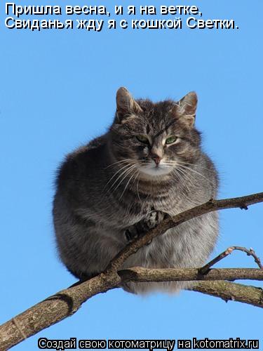 Котоматрица: Пришла весна, и я на ветке, Свиданья жду я с кошкой Светки.