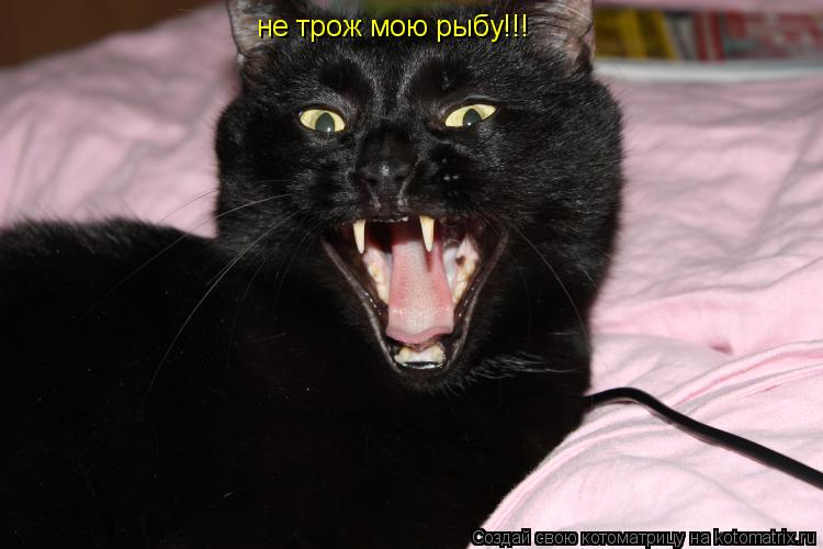 не трож мою рыбу!!!... Котоматрица: не трож мою рыбу!!!