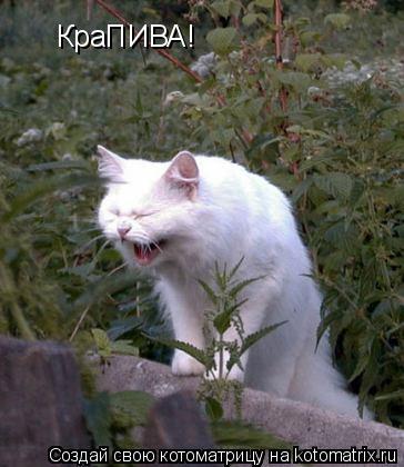 Котоматрица: КраПИВА!