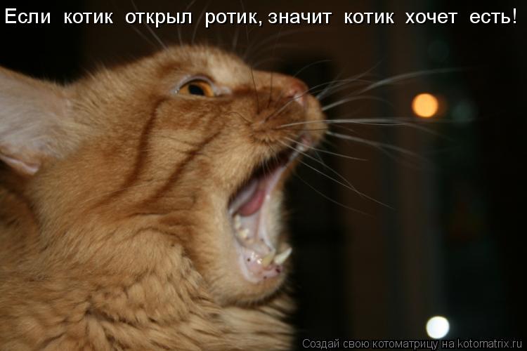 Котоматрица: Если  котик  открыл  ротик, значит  котик  хочет  есть!