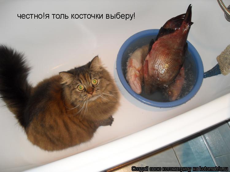 Котоматрица: честно!я толь косточки выберу!